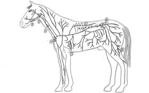 lymph-nodes-horse
